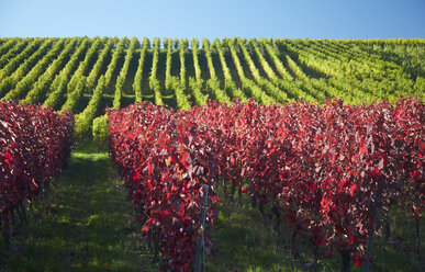 Germany, Baden-Wuerttemberg, Vineyards at Batzenberg - DHL000159