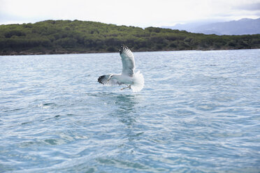 Italy, Sardinia, Flying sea gull - PDF000576