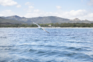 Italy, Sardinia, Flying sea gull - PDF000575