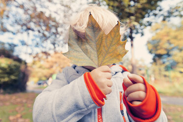 Deutschland, Bonn, Kleiner Junge bedeckt Gesicht mit herbstlichem Blatt i - MFF000622