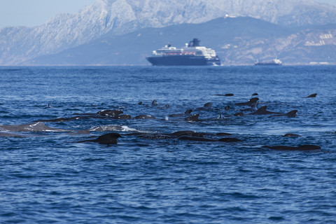 Spain, Andalusia, Tarifa, Long-finned pilot whales (Globicephala melas) and sperm whales (Physeter macrocephalus) in the Strait of Gibraltar stock photo