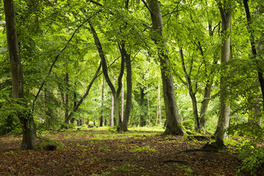 Germany, Mecklenburg-Western Pomerania, Linden trees, forest - STB000156