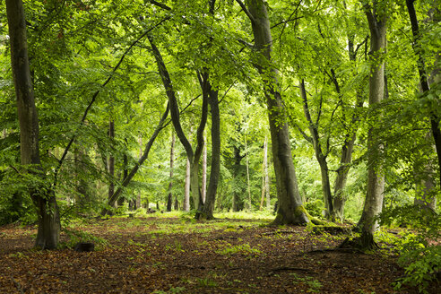 Deutschland, Mecklenburg-Vorpommern, Linden, Wald - STB000156