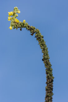 Blüten der Großen Königskerze vor blauem Himmel - TCF003669