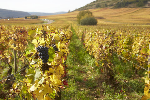 Frankreich, Cote-d'Or, Burgund, Weinberg bei Pommerad, lizenzfreies Stockfoto