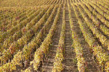 France, Cote-d'Or, Burgund, Vineyard near by Pommerad - DHL000167