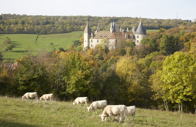 France, Cote-d'Or, Burgund, La Roch epot with Chateau de la Rochepot, in the foreground Charolais cattles - DHL000168