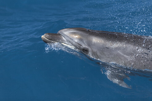 Spain, Dolphin swimming in sea, surfacing to breathe - KBF000040