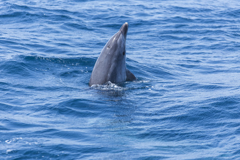Spain, Dolphin spyhopping in sea stock photo