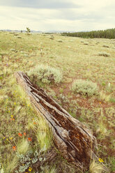 USA, Colorado, Natur und Landschaft bei Salida - MBEF000842