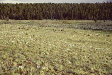 USA, Colorado, Natur und Landschaft bei Salida - MBEF000845