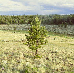 USA, Colorado, Natur und Landschaft bei Salida - MBEF000846