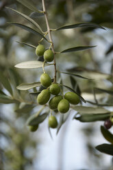 Italy, Tuscany, Olives on twig - SRS000394