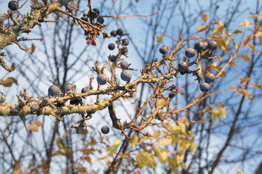 Germany, Nennslingen, Sloes in tree - SRS000397