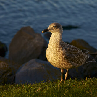 Netherlands, Renesse, European herring gull - MHF000232