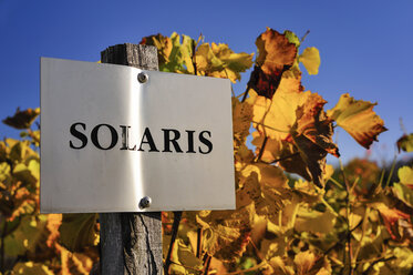 Deutschland, Sachsen, Radebeul, Solaris-Sortenschild vor einer Weinrebe - BTF000316