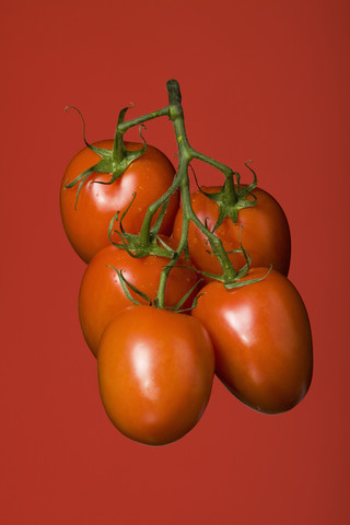 Bunch of vine tomatoes, studio shot stock photo