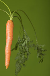 Einzelne Möhre (Daucus carota), Studioaufnahme - WSF000008