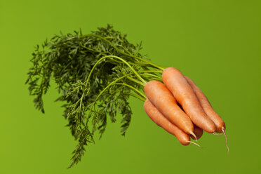 Bunch of carrots (Daucus carota), studio shot - WSF000016