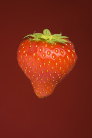 Einzelne Erdbeere (Fragaria), Studioaufnahme, lizenzfreies Stockfoto