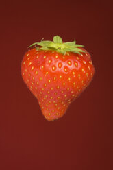 Einzelne Erdbeere (Fragaria), Studioaufnahme - WSF000025