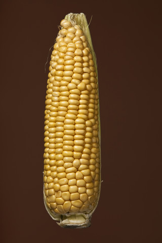 Peeled corn cob, studio shot stock photo
