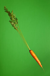 Single carrot (Daucus carota), studio shot - WSF000033