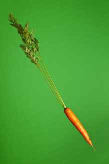 Einzelne Möhre (Daucus carota), Studioaufnahme - WSF000033