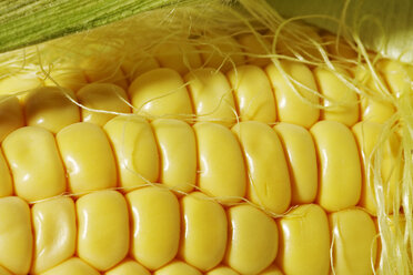 Corn cob, close up - STKF000581