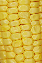 Corn cob, close up - STKF000590