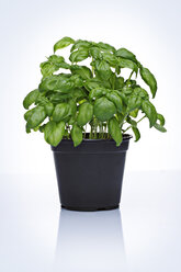 Potted basil, close up - STKF000600