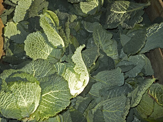 Germany, Savoy cabbage, close up - STKF000650