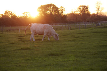 Frankreich, Burgund, Charolais-Rinder auf der Weide bei Nevers - DHL000186