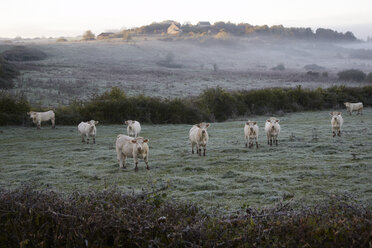 France, Burgundy, Charolais cattle on pasture near Nevers - DHL000181