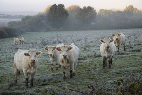 Frankreich, Burgund, Charolais-Rinder auf der Weide bei Nevers, lizenzfreies Stockfoto
