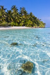 Malediven, Nord Male Atoll, Aisen, Korallen vor einer Insel - AMF001206