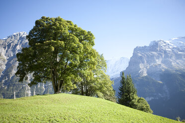Switzerland, Grindelwald, Bernese Alps, meadow and trees in front of Eiger - FL000350