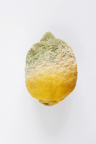 Rotting lemon, close up stock photo