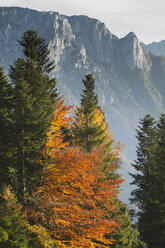 Österreich, Tirol, Inntal, Sonnenuntergang, Herbstbäume - FFF001380