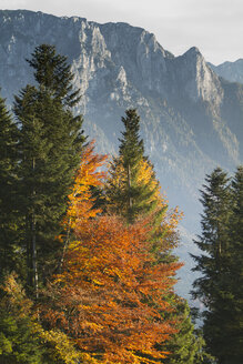 Österreich, Tirol, Inntal, Sonnenuntergang, Herbstbäume - FFF001380