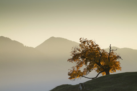 Austria, Tyrol, Inn valley, autumn tree stock photo