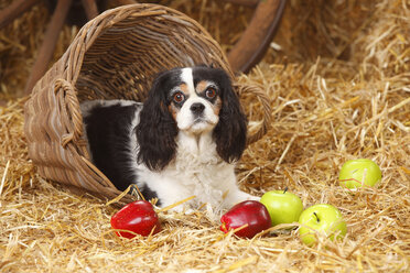 Cavalier King Charles spaniel lying at hay - HTF000127