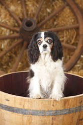 Cavalier King Charles Spaniel stehend in einer Wanne - HTF000132