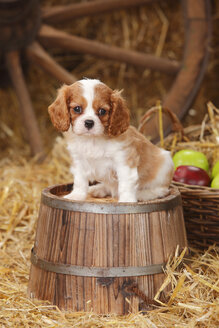 Cavalier King Charles Spaniel Welpe sitzt auf einer Wanne - HTF000135