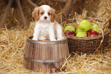 Cavalier King Charles spaniel puppy sitting on a tub - HTF000136