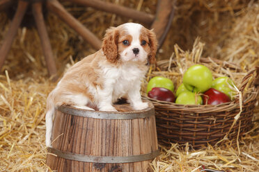 Cavalier King Charles spaniel puppy sitting on a tub - HTF000138