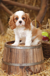 Cavalier King Charles spaniel puppy sitting on a tub - HTF000139