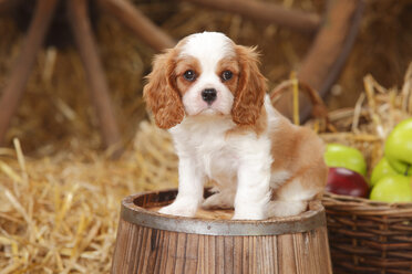 Cavalier King Charles Spaniel Welpe sitzt auf einer Wanne - HTF000140