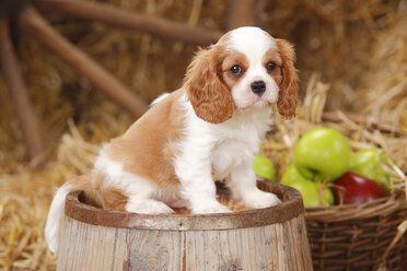 Cavalier King Charles Spaniel Welpe sitzt auf einer Wanne - HTF000142