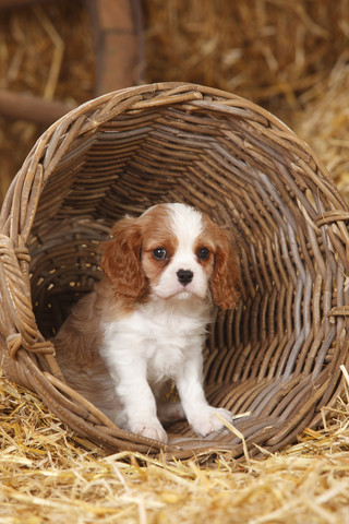 Cavalier King Charles spaniel puppy sitting in a basket stock photo